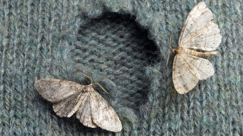 How To Protect Clothes From Moths